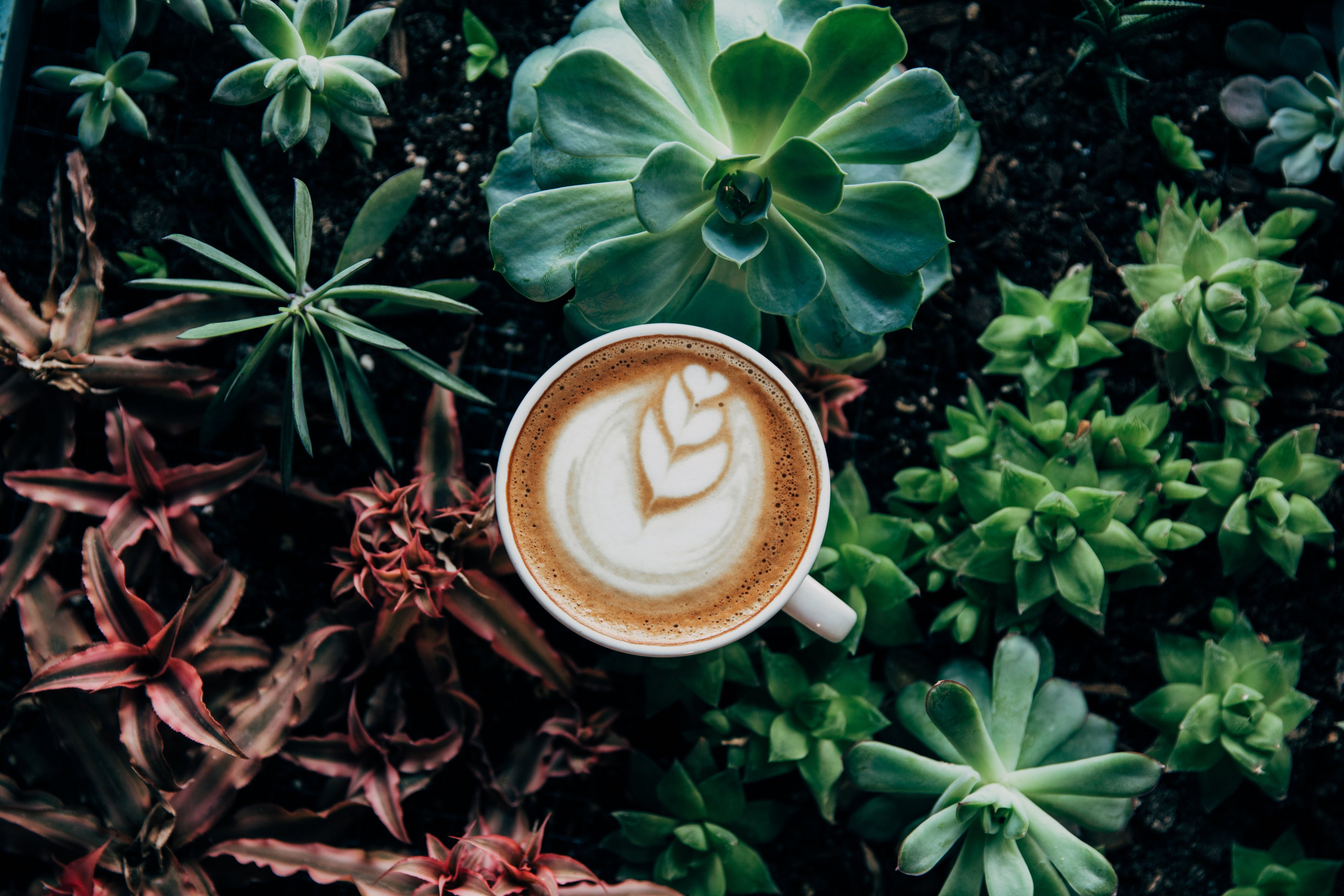 Grains de café en gros plan, illustration du sujet channeling